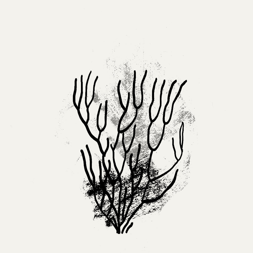 Macroalgas de la Costa da Morte ingredientes SHIWEED by Lucía Merlo Illustration