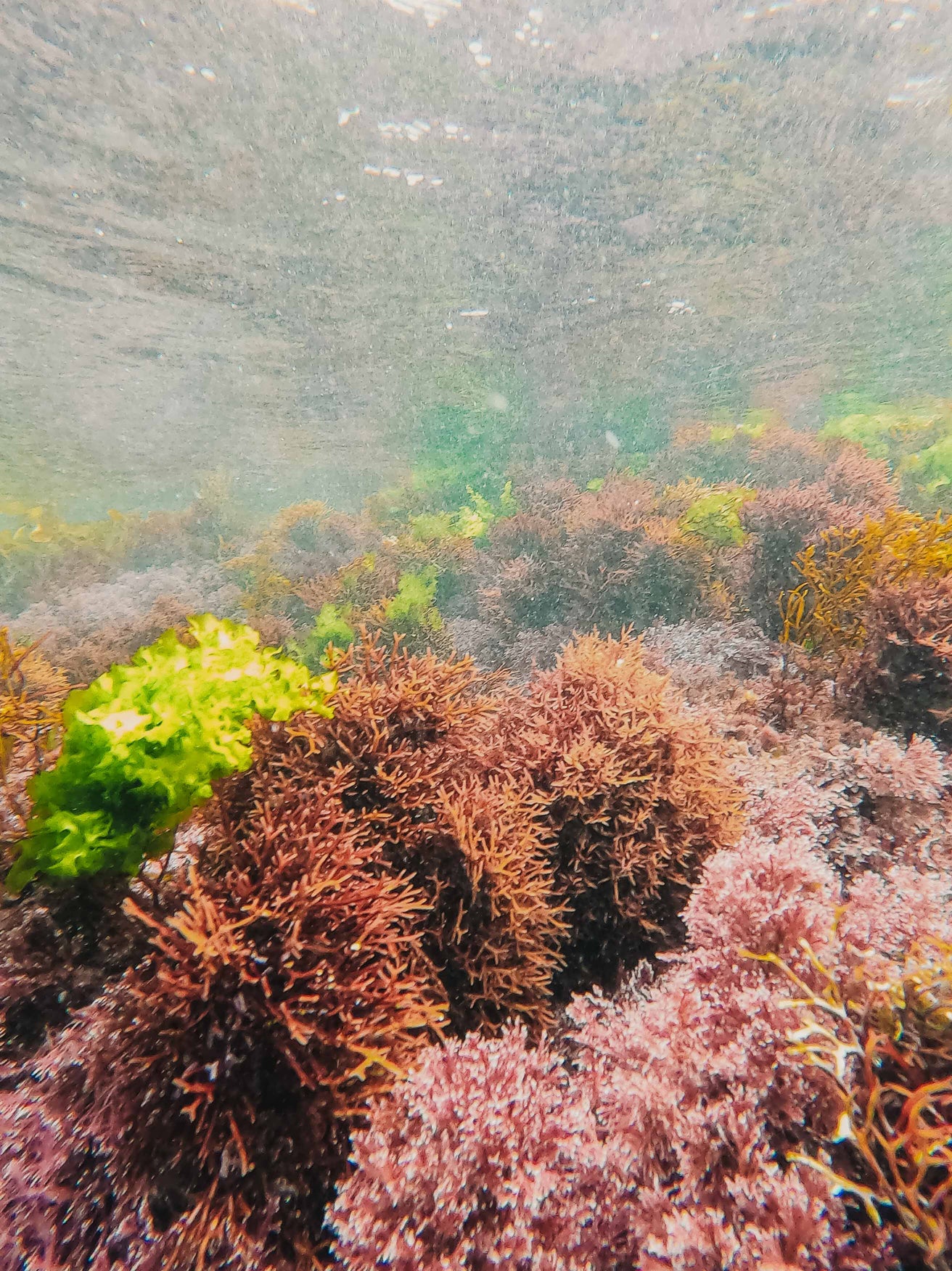 Algas en las aguas de la Costa da Morte, hogar de los ingredientes de SHIWEED Marvelous Oil. Origen de los ingredientes SHIWEED, cosmética natural, deep regeneration